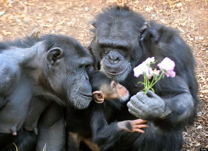 85 Adorable Animal Family Portraits