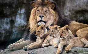 85 Adorable Animal Family Portraits
