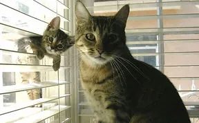 85 Adorable Animal Family Portraits