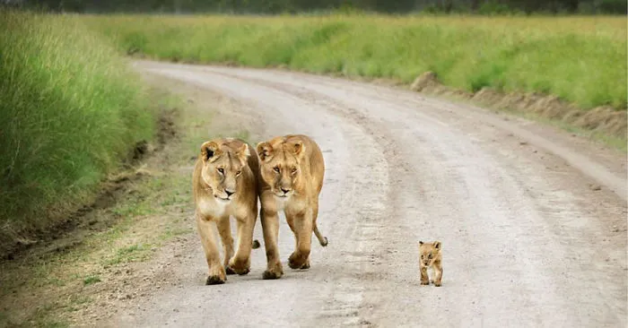 85 Adorable Animal Family Portraits
