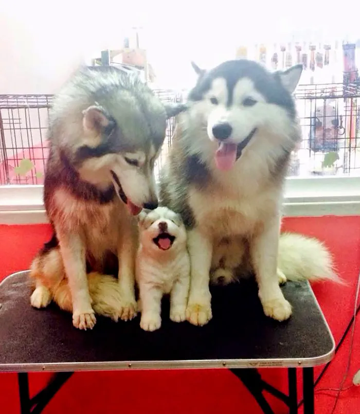 85 Adorable Animal Family Portraits
