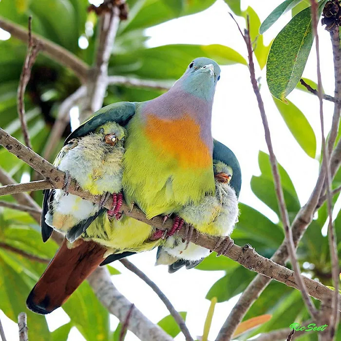 85 Adorable Animal Family Portraits