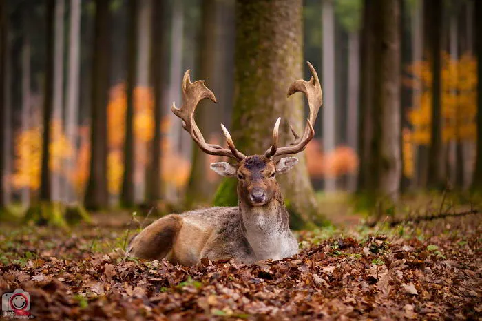 Deer In An Autumn Afternoon
