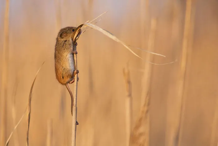 Mouse Climbing Grass