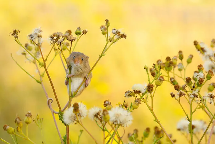 Harvest Mouse