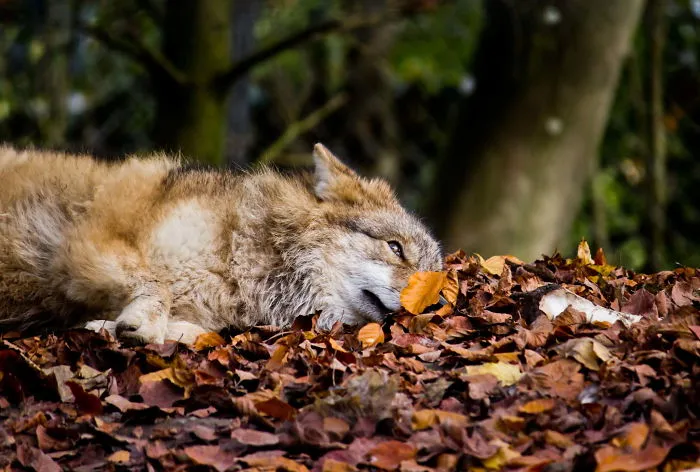 Wolf