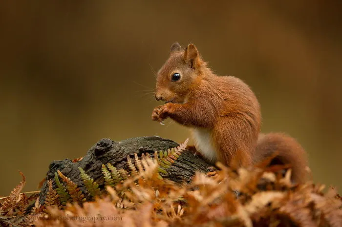 Young Squirrel