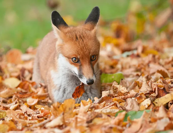 Young Red Fox