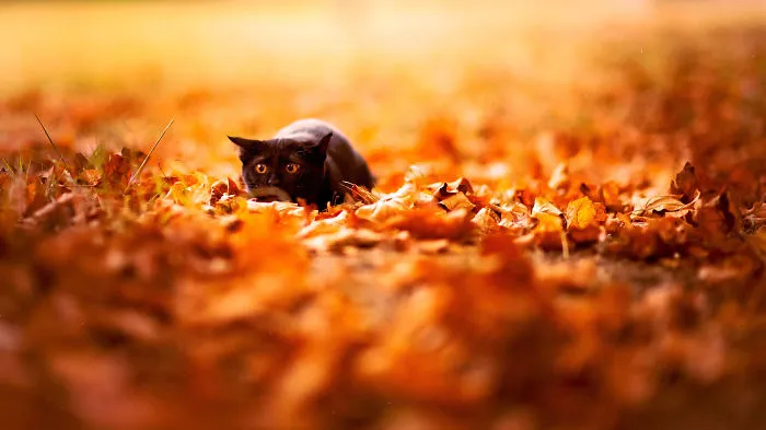 Autum Cat