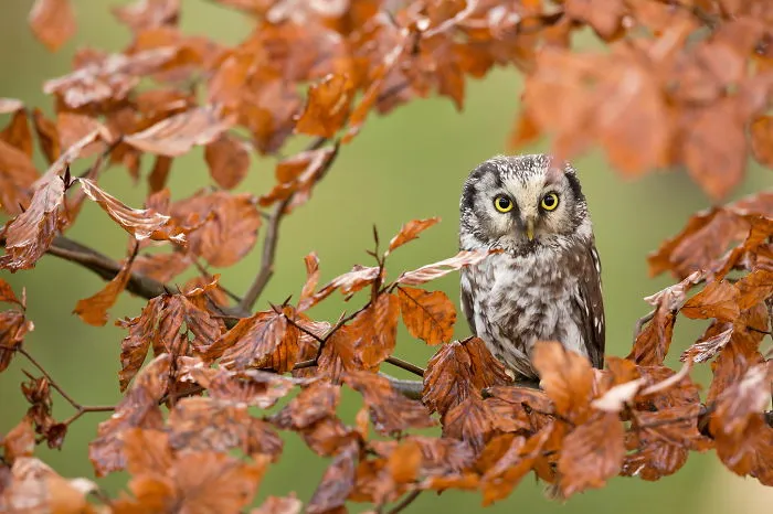 Tengmalm´s Owl