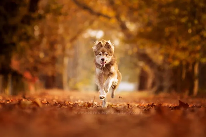 Happy Dog