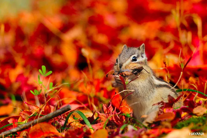 Chipmunk