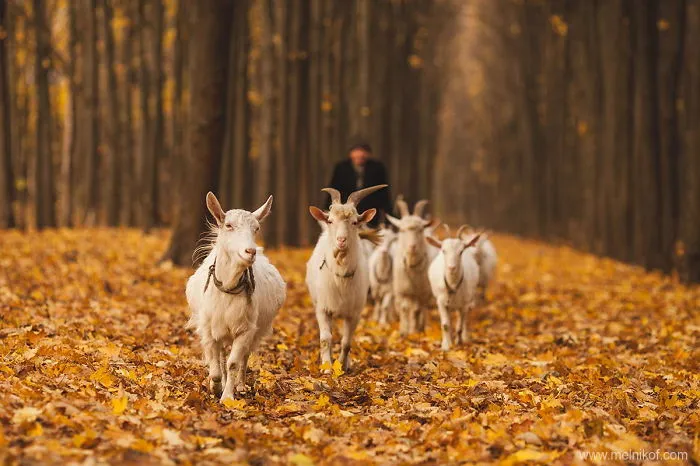 Goats