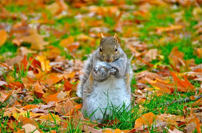 Cute Squirrel