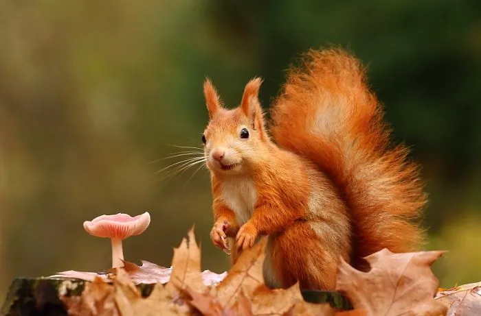 Cute Squirrel