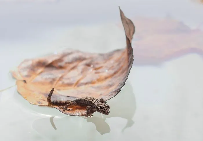 Floating Gecko