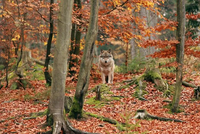 Wolf