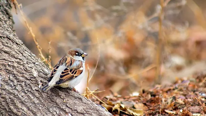 Sparrow