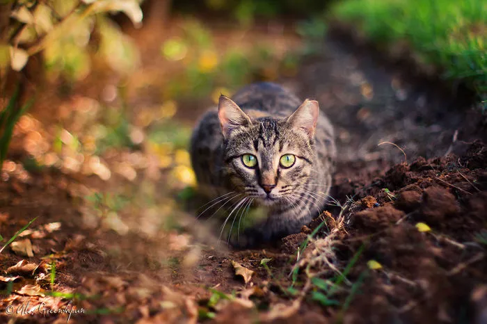 Cat