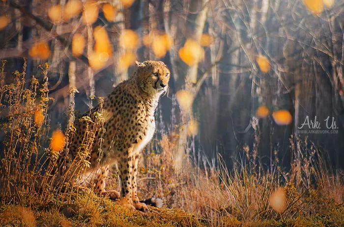 Cheetah