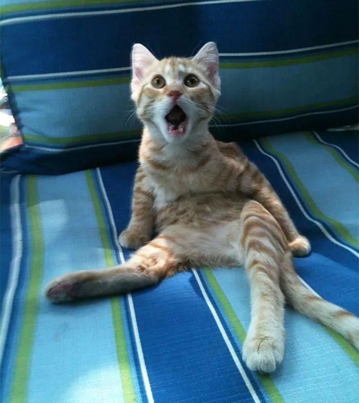 91 Astonished Animals Who Are Freaked Out By What's Happening