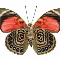 Aleksandra W.