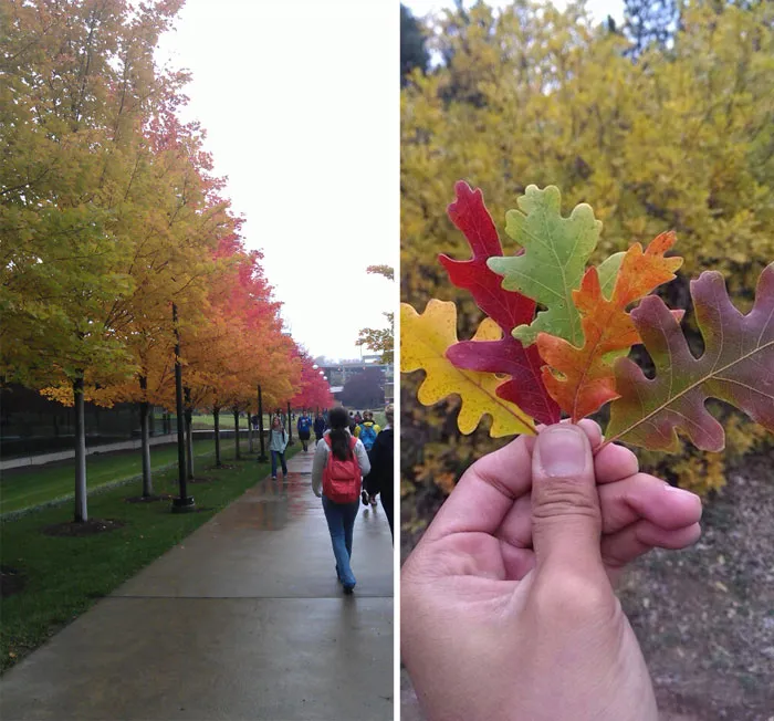 Seasons Changing