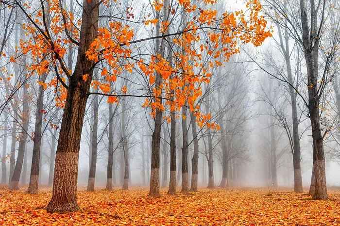 Poplar Forest