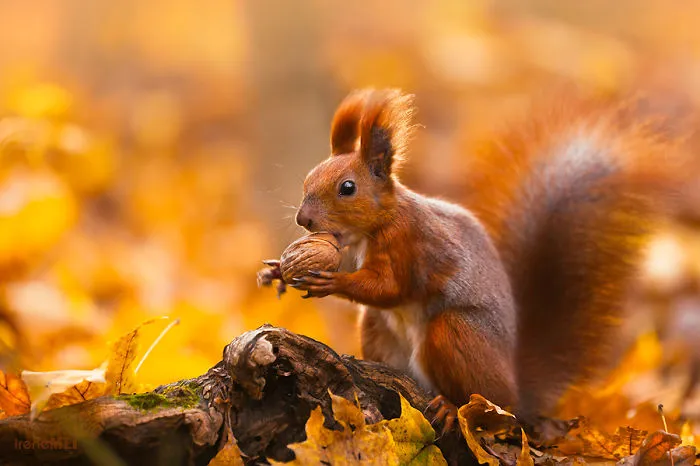 These 203 Beautiful Autumn Photos Will Inspire You To Grab Your Camera