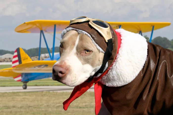 Aviator Kosmo