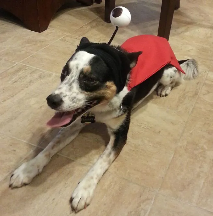 Nibbler