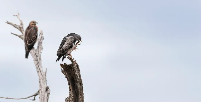 Eagle Couple