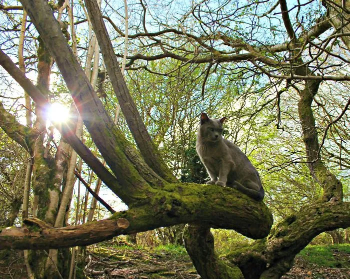 Beautiful Cassie On Her Favourite Tree In The Moors, Plymouth.