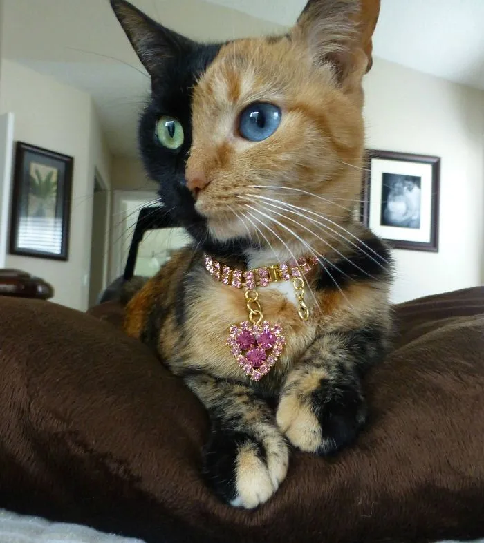 Venus The Chimaira Cat