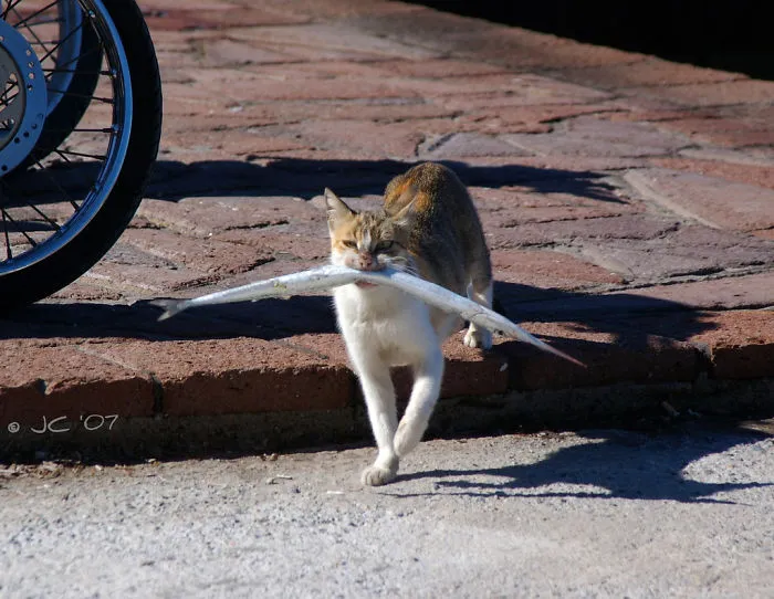 Fish Thief