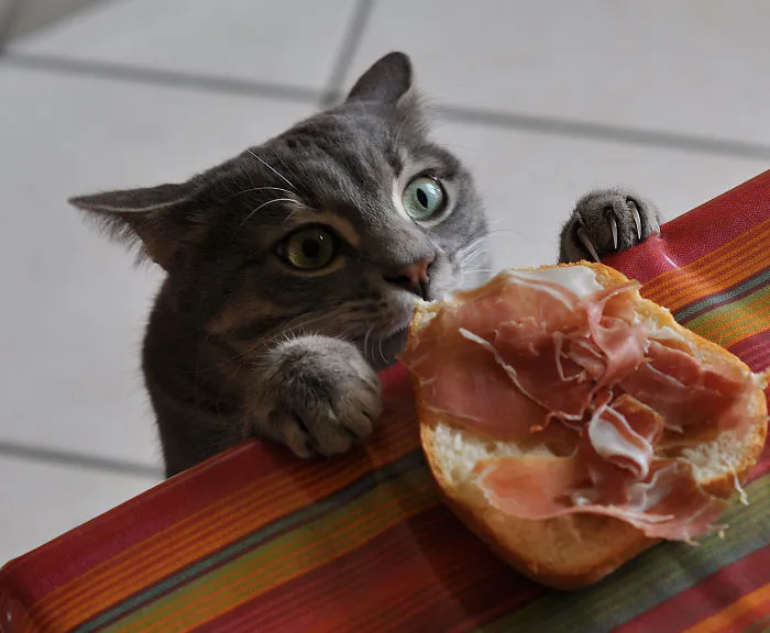 Determined Kitty