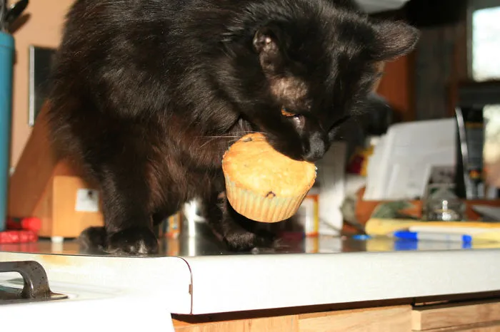 Cupcake Thief