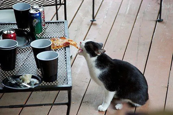 Stealing The Leftover Pizza