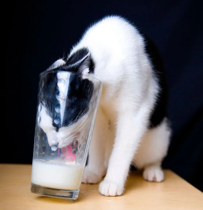 Determined Milk Thief