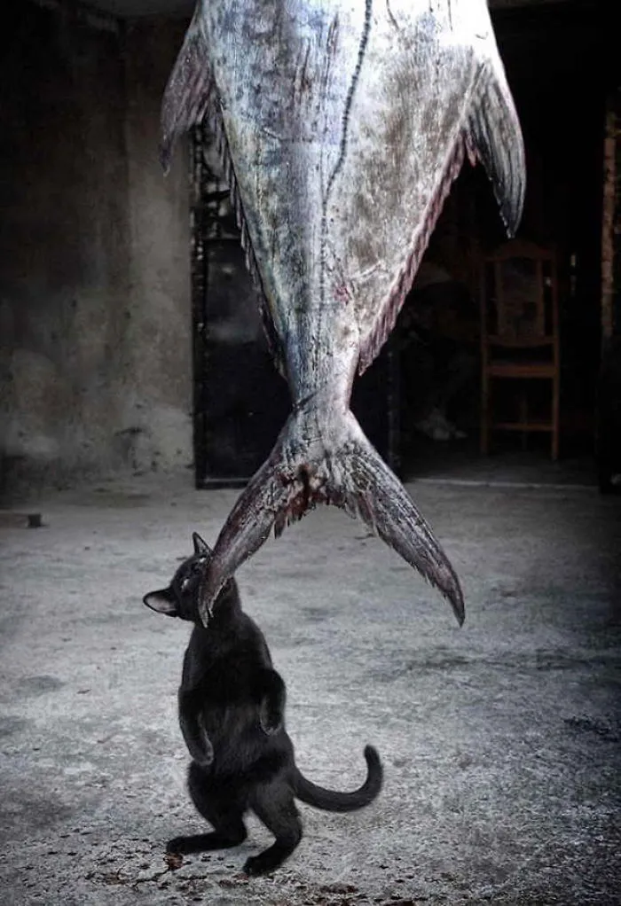 Kitty Has Big Dreams