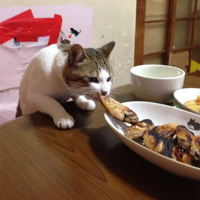 Chicken Thief