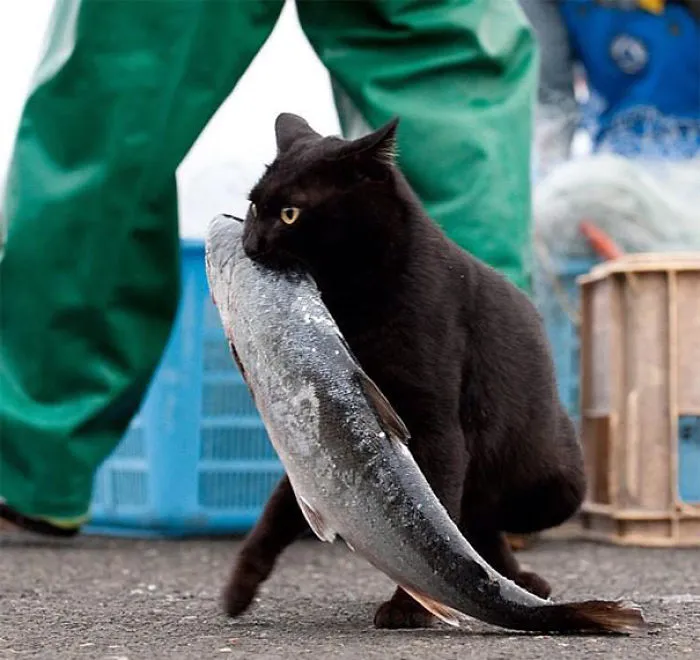Kitty And His Prey