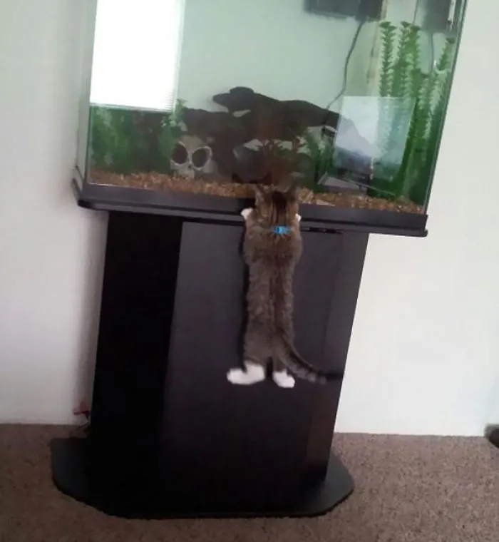 Trying To Get To That Fish