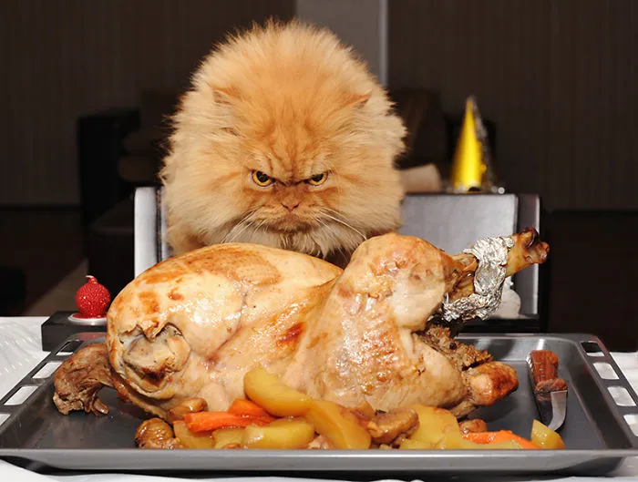 Chicken Thief