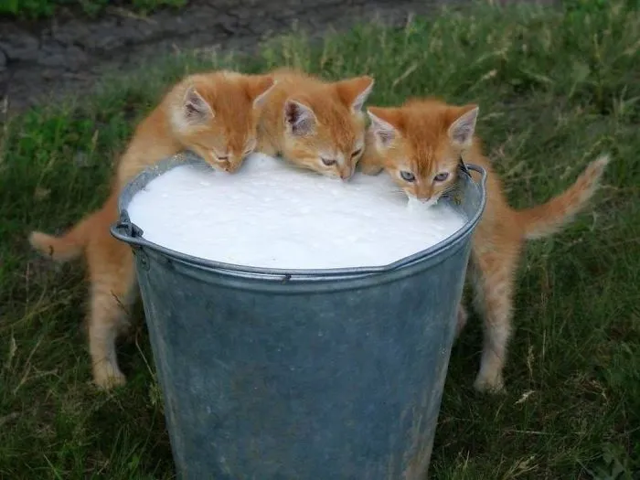 Milk Burglars
