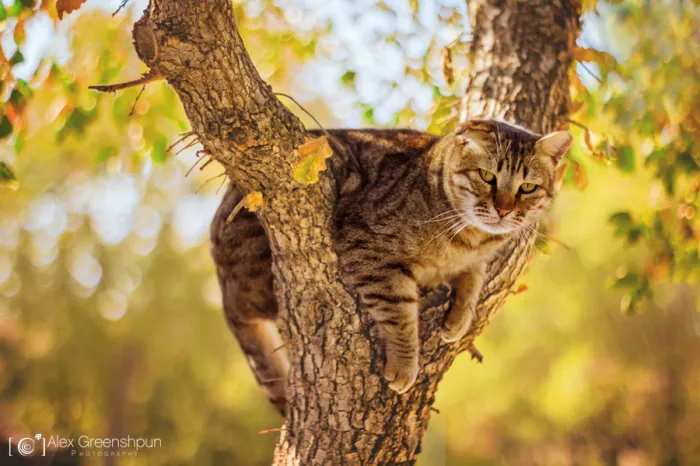 Climb A Tree, They Said...