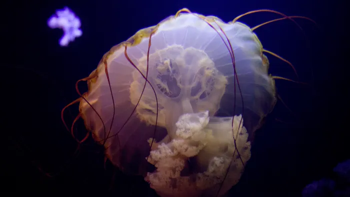 Barcelona Media Design / Jellyfish, Atlantis, The Bahamas