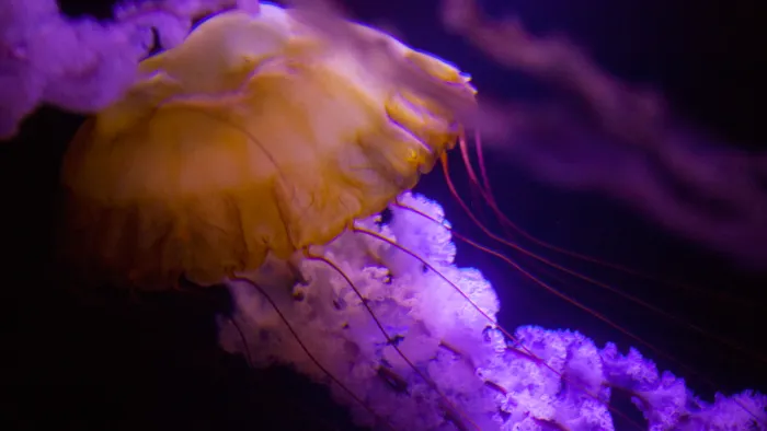 Barcelona Media Design / Jellyfish, Atlantis, The Bahamas
