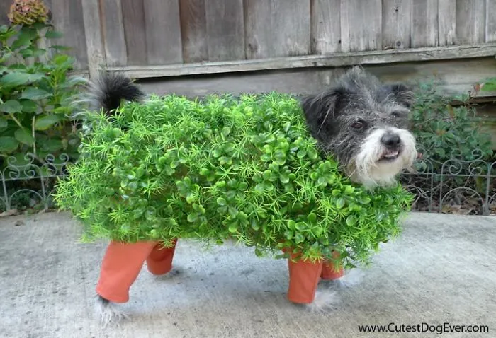 Chia Pet Dog