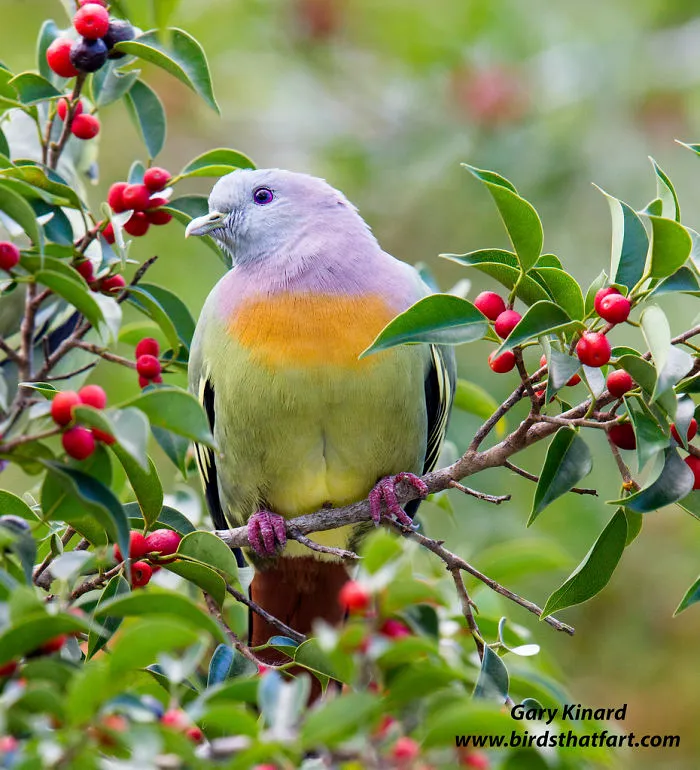 Pink-necked Green Pigeon